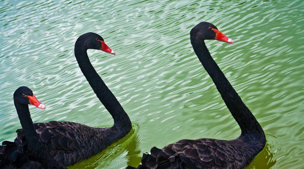 Black Swan Ahoy Enterprise Risk Management Revenue Assurance