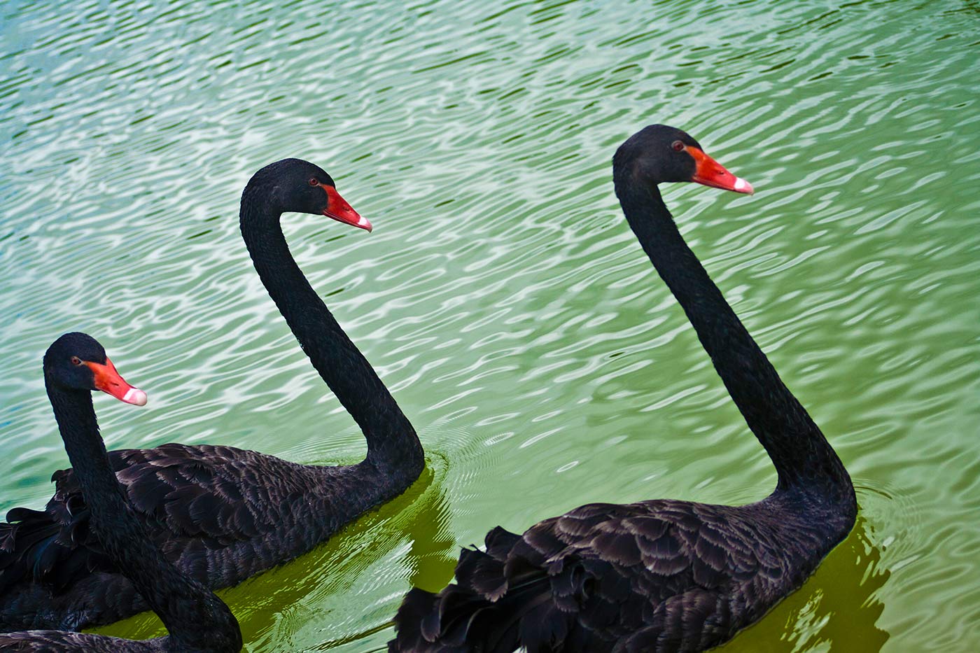 Black-Swan